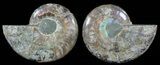 Polished Ammonite Pair - Agatized #51737-1